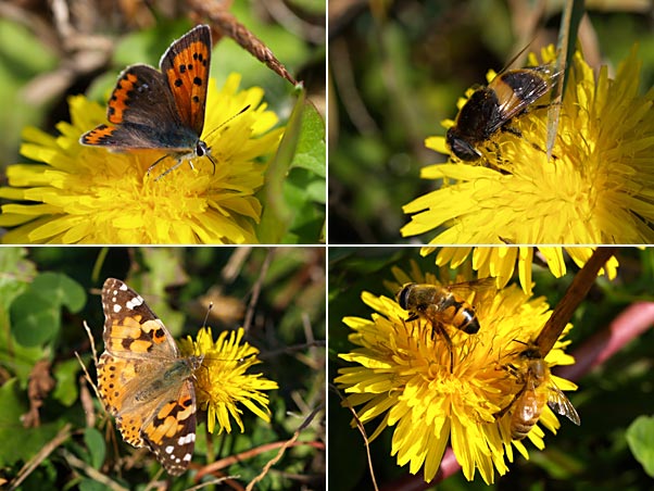 タンポポに来た虫