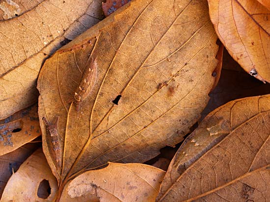 オオムラサキの越冬幼虫