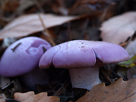 ムラサキシメジ