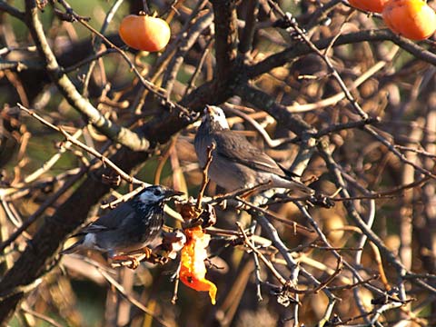 柿の実を食べに来たムクドリ