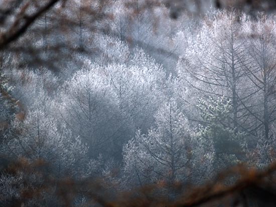今年はじめての霧氷