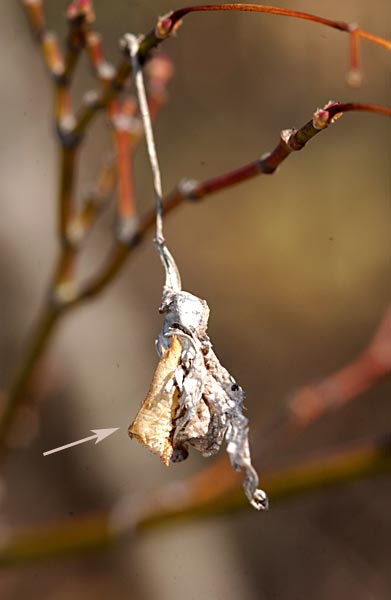 ミスジチョウの越冬幼虫