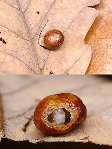 虫こぶの幼虫