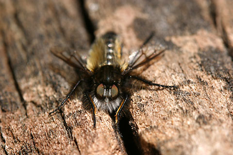 ムシヒキアブの一種