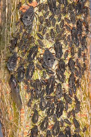 ヤナギコブオオアブラムシ