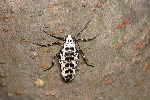 チャバネフユエダシャクのメス