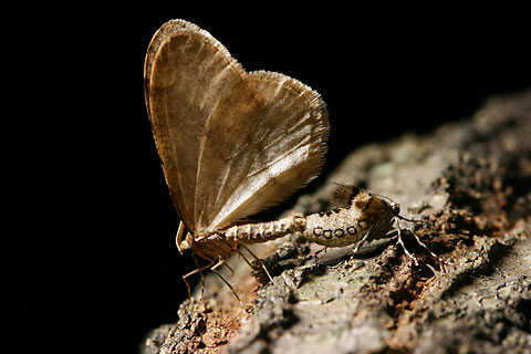 フユシャクの交尾