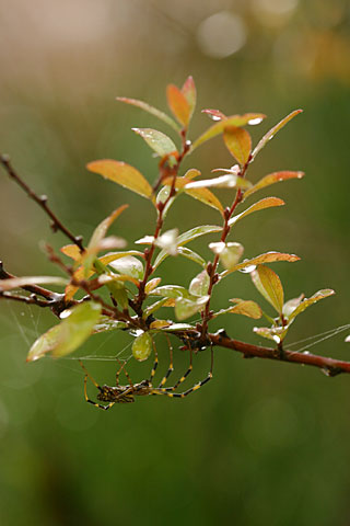 雨の中のジョロウグモ
