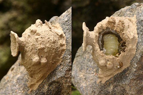 トックリバチの巣内