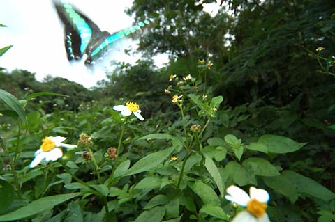 アオスジアゲハ