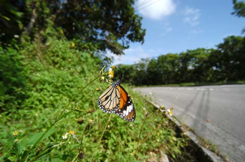 スジグロカバマダラ
