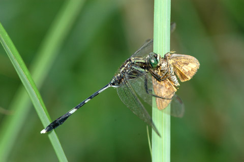チョウを捕らえたトンボ