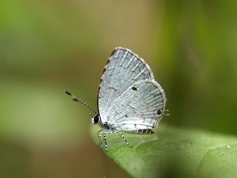 タイワンクロボシシジミ