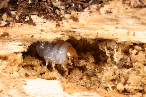 ノコギリクワガタの幼虫