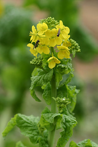 季節はずれのナノハナ