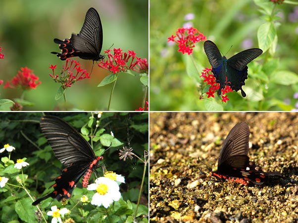 八重山のアゲハ4種