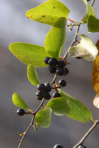 アオツヅラフジの実