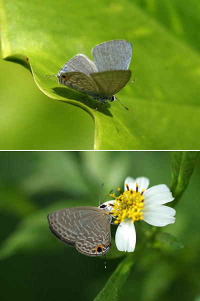 ウスアオナガウラナミシジミとルリウラナミシジミ