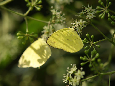 タイワンキチョウとキチョウ