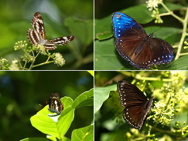 ヤエヤマイチモンジとヤエヤマムラサキ