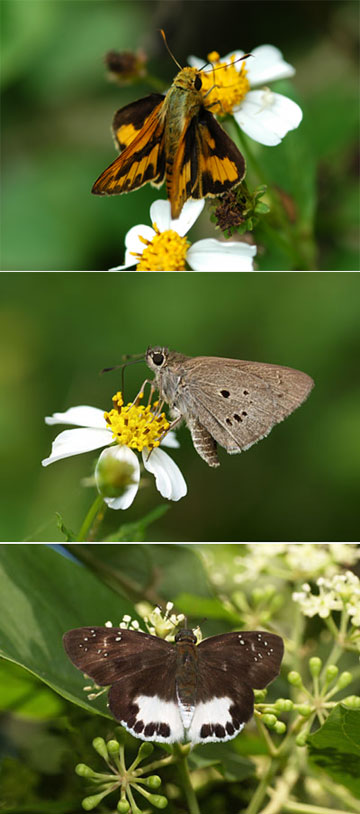 八重山のセセリチョウ