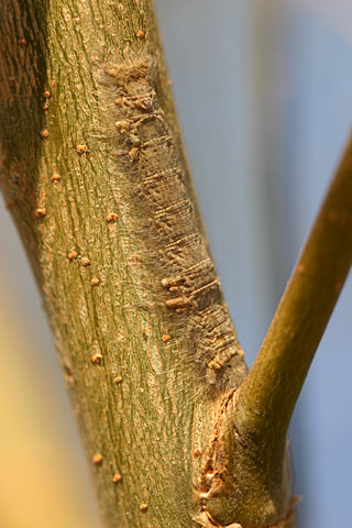 樹皮そっくりの毛虫