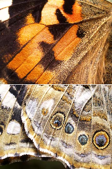 ヒメアカタテハの翅（E-1マクロストロボ）