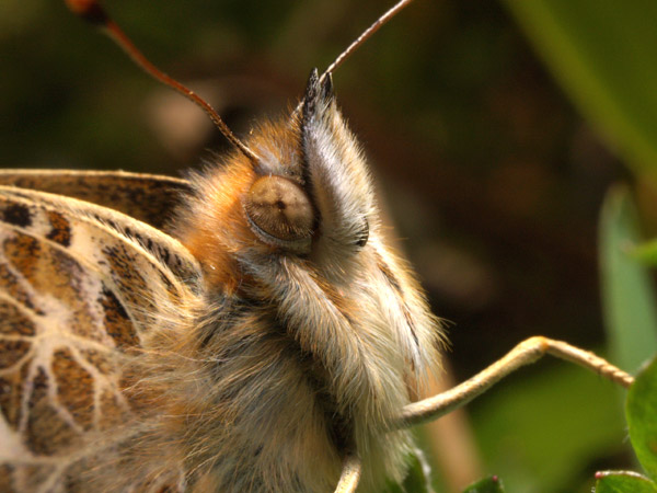 ヒメアカタテハの顔（E-1マクロストロボ）