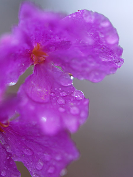 ムラサキハナナ