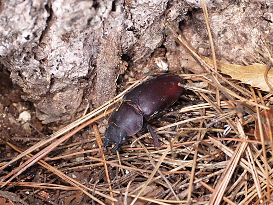 ミヤマクワガタの死