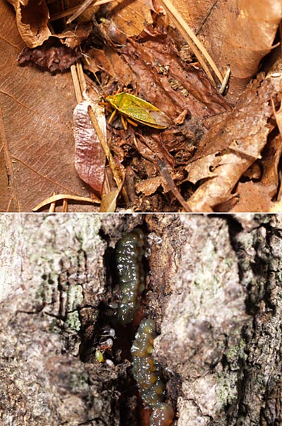 クヌギカメムシの死