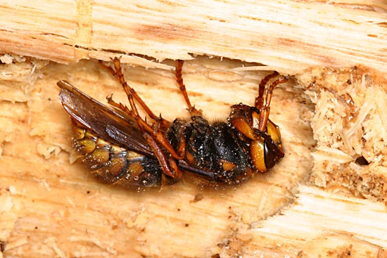 キイロスズメバチの越冬