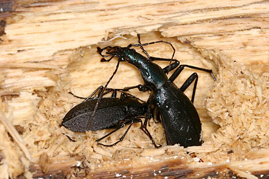 マイマイカブリとオサムシの越冬