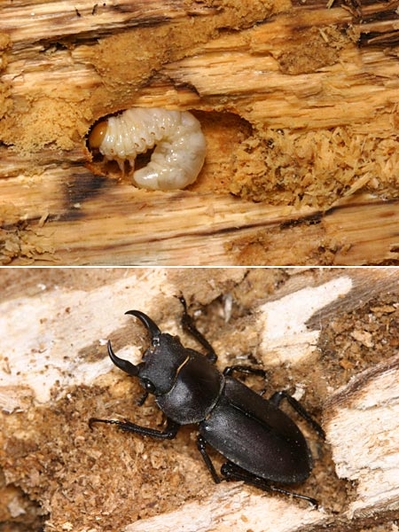 コクワガタの幼虫と成虫