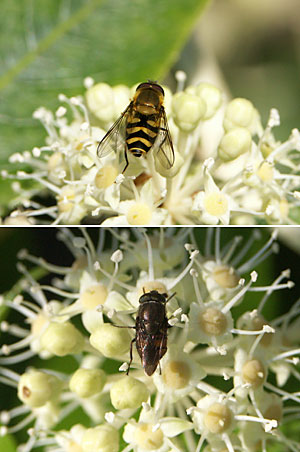 ヤツデの花と虫