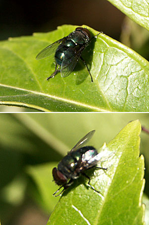 ハエが手を摺る足を摺る