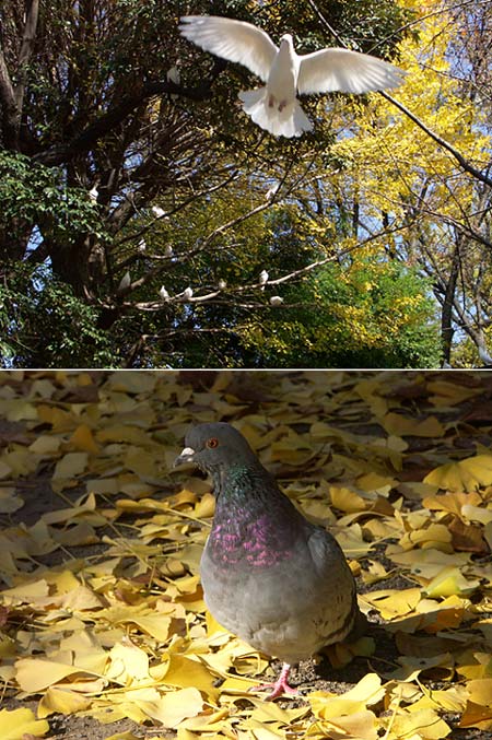 靖国神社のハト