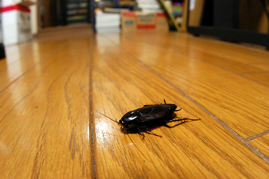 ゴキブリ