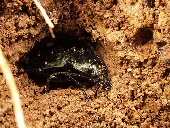 アオオサムシの越冬