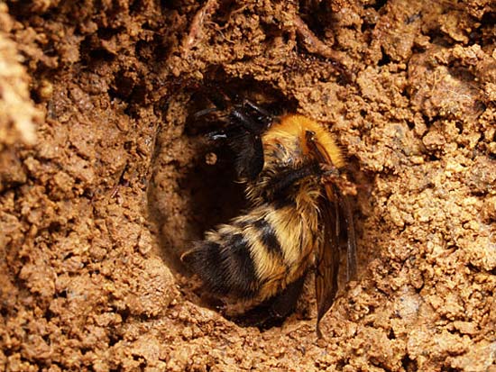 マルハナバチの越冬