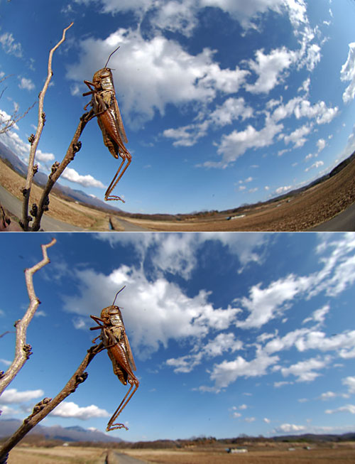 モズのはやにえ（DXニッコール10.5mm）