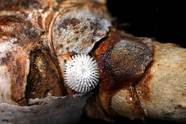 メスアカミドリシジミの卵