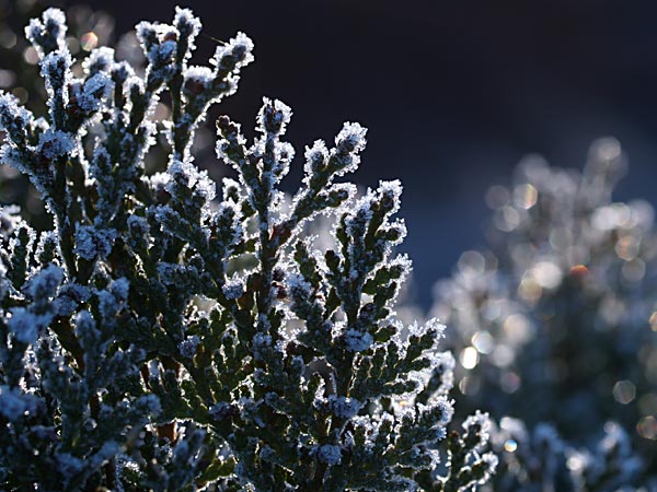 センジュについた霜