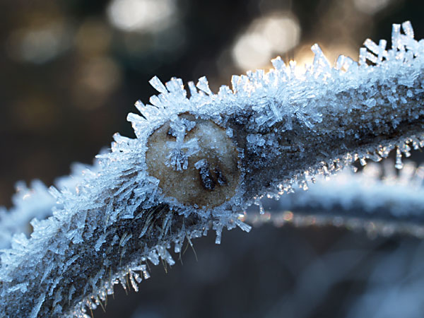 氷のお化粧をしたクズの葉痕