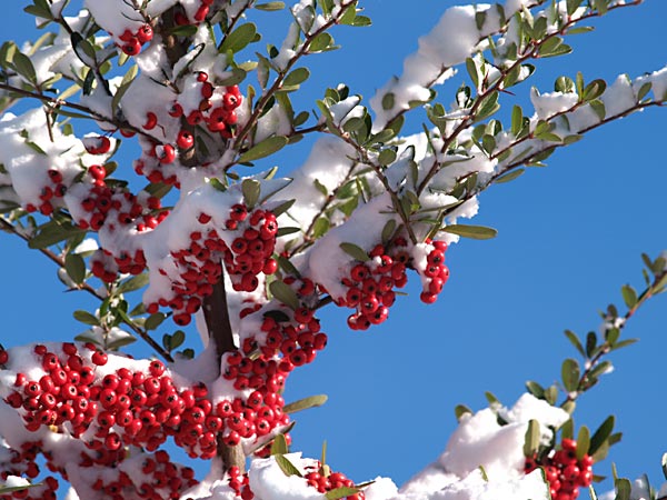 ピラカンサに積もった雪
