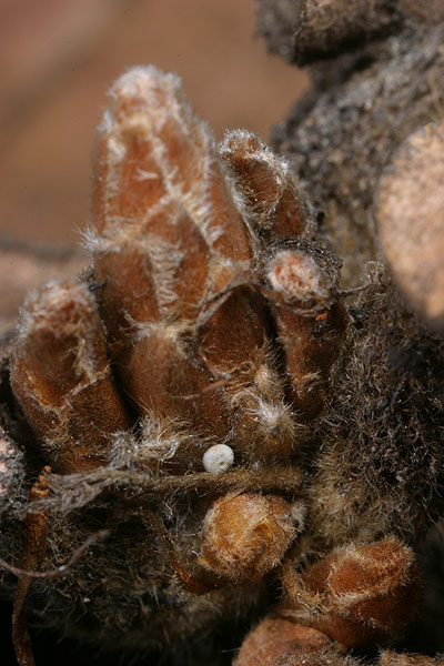 ハヤシミドリシジミの卵