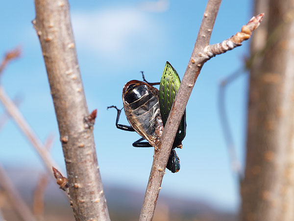 モズのはやにえ（アオオサムシ）