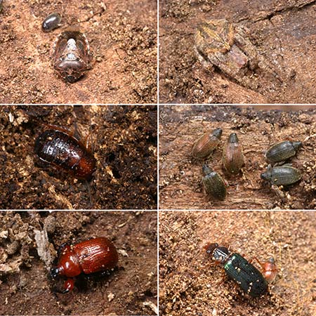 ニセアカシアの樹皮下の虫たち