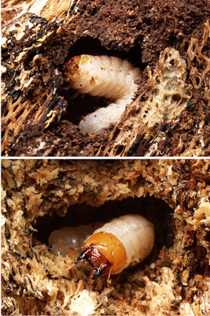 クワガタムシとコガネムシの幼虫