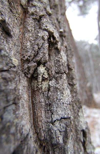 今日のキノカワガ